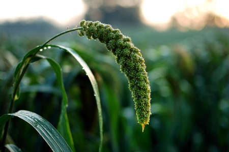 The land is fertile fields of millet vibrant A harvest scene 