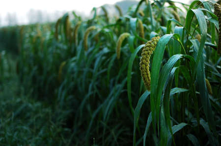 The land is fertile fields of millet vibrant A harvest scene の写真素材