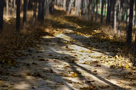 In late autumn, the darkness and dreariness The sun is shining on the fallen leaves, a bleak sight 