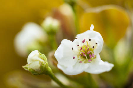 Spring flowers open, this is a delicate pear close-up photos.の写真素材