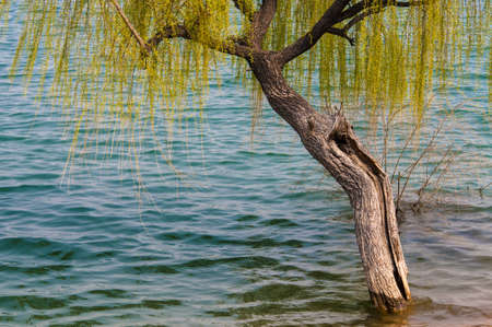 In the shallow waters of the lake edge, the growth of a willow.の写真素材