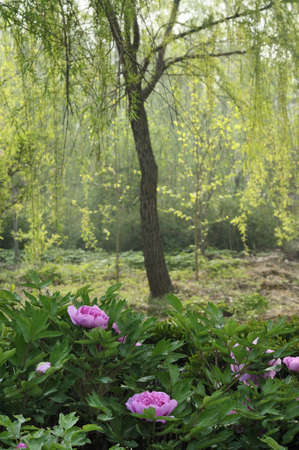 Spring flowers in full bloomの写真素材