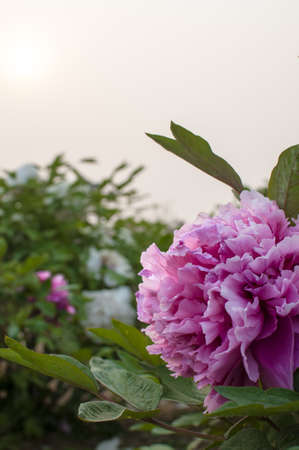 Spring, park peony in full bloomの写真素材