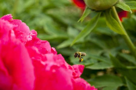 blooming peony flower attracting a bee.の写真素材