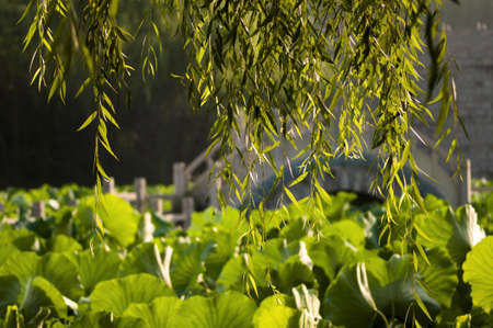 Lotus pond, lush, vibrant, very beautiful.