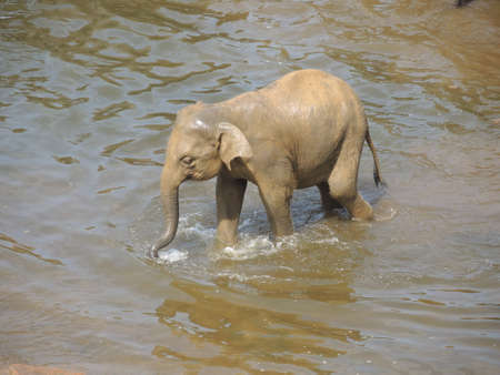 Elephants on the riverの写真素材