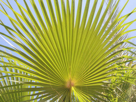 Green leaf palm tree closeup