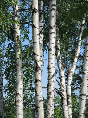 Birch on a Sunny dayの写真素材