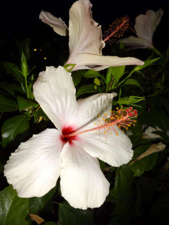 The white hibiscus reveals at nightの写真素材