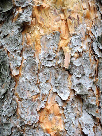 Pine bark close up