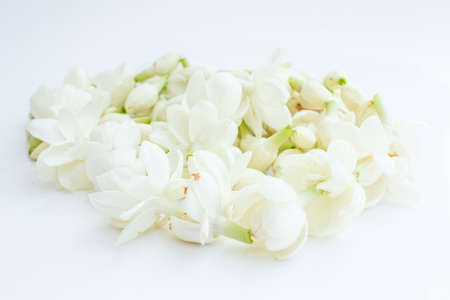 White jasmine was a beautifulの写真素材