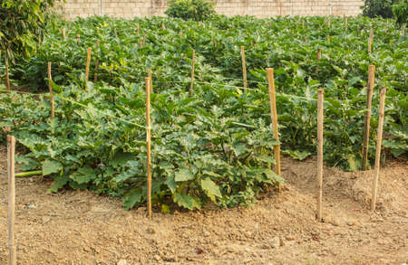 Vegetable grown in the garden
