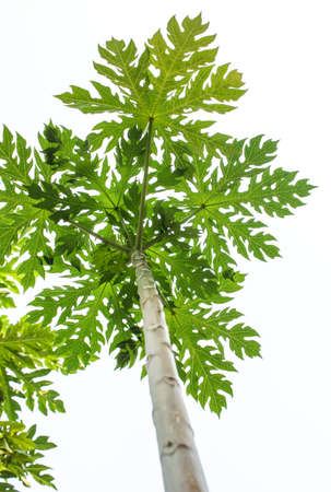 Papaya tree taken from the bottomの写真素材