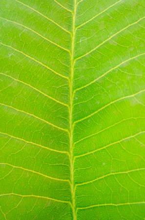 Beautiful pattern in green leafの写真素材