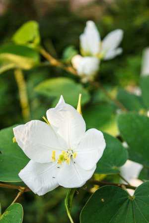 Beautiful colorful flower in the gardenの写真素材