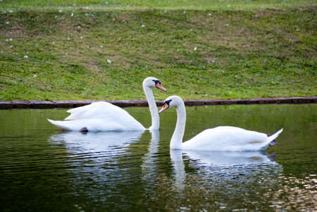 Swans in a Lakeの写真素材