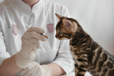 The first vaccination. The kitten is looking at the syringe.の写真素材