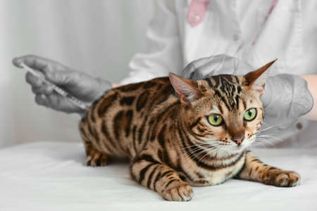 Veterinarian giving injection to bengal cat. Beautiful green-eyed cat receives treatment.の写真素材