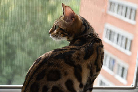 Bengal cat on the windowsill, looking out the window