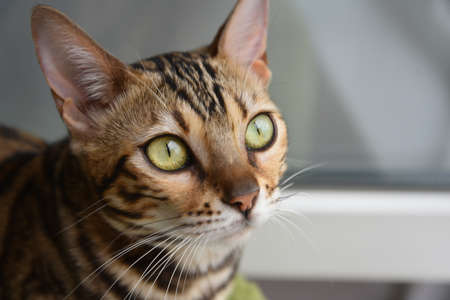 Bengal cat. Portrait of a beautiful green-eyed cat, close-up.の写真素材