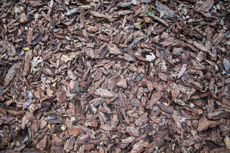 Pieces of tree bark and chips, backgroundの写真素材