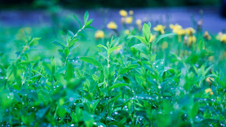 Juicy green grass with water drops after the rain. yellow flowers in the backgroundの写真素材