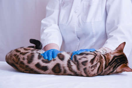 the cat is lying on the table in front of the vet. The vet wearing gloves touches a cat. Palpation.の写真素材