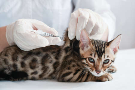 The kitten is on the table in front of the vet. The doctor makes a subcutaneous injection. Doctor's hands in gloves. Insulin syringe. Kitten looks into the lens. Treatment, vaccination.の写真素材