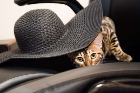 Bengal cat slyly looks out from under the hat. A bright cat in a leather chair peeks out from under a black wide hat.の写真素材