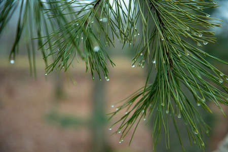 Water drops on pine needles. raindrops on pine needles close-up. rain in the pine forest.