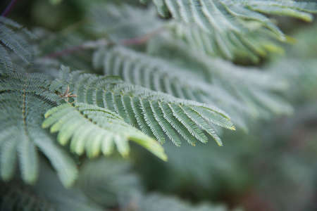 Leaves of acacia Corniger close-up. A tree with very small leaves. Background.の写真素材