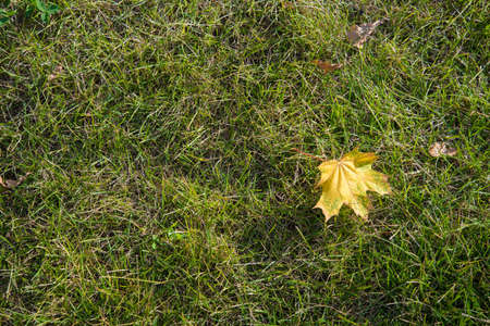 Yellow leaf on green grass. Autumn leaf on the yellowing grass. The very beginning of autumn. Signs...