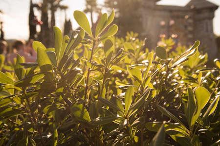Greens back in the sunlight. The leaves of the shrub are illuminated by sunlight. Warm Sunny picture. Warm tone.の写真素材