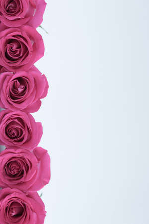 Large heads of pink roses along the left line on a pastel background with space for text. Postcard, background.の写真素材