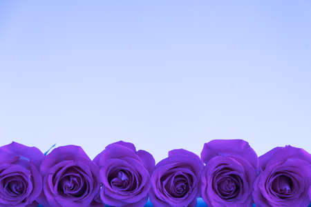Large heads of purple roses along the bottom line on a light lilac background with space for text. Postcard.の写真素材