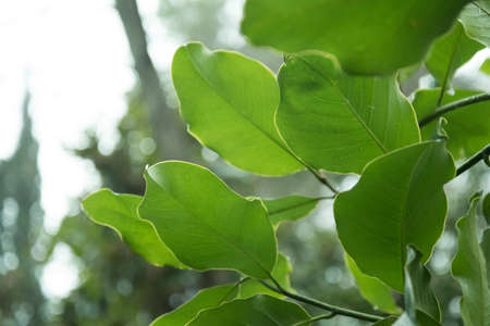 Greens back in the sunlight. The leaves of the shrub are illuminated by sunlight. Warm Sunny picture. Warm tone.の写真素材