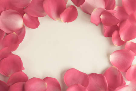 Postcard. White background, pink rose petals lined in the corner. Congratulation, wedding invitation, declaration of love. Place for text.の写真素材