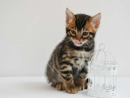 A small Bengal kitten sits next to an empty birdcage. The baby licks his lips after a delicious lunch.の写真素材