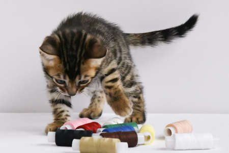 A beautiful Bengal cat sniffs colored threads. Concept. Choosing something. space for text.