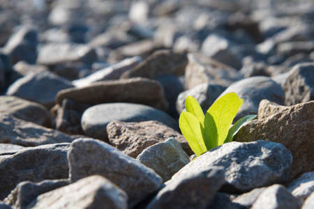 The green plant breaks through and grows on the rocks. Concept. Recovery, willpower.の写真素材