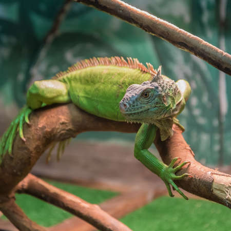 Green iguana, also known as common or American iguana on a branch against a forest background. portrait of an iguana.の写真素材