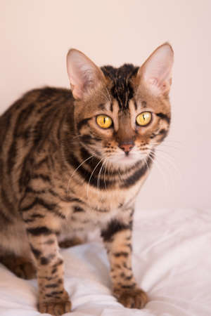 Portrait of a Bengal cat with yellow eyes. The animal carefully looks at the lens. The vertical