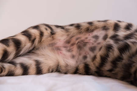 Belly of a Bengal cat. Shaved belly with a neat seam after sterilization. A week passed after the...