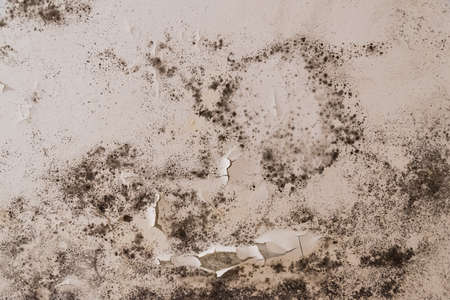 Black mold and mildew spots on the ceiling or wall due to poor air ventilation and high humidity. Harmの写真素材
