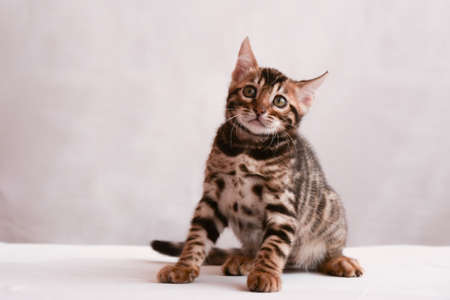 Portrait of an emotional kitten. The animal is confused and perplexed.の写真素材