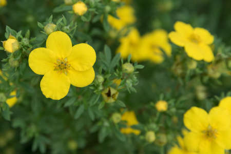 Bright yellow flower close-up. Selective focus. Background