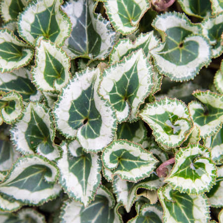 cyclamen leaves close-up. Background textureの写真素材