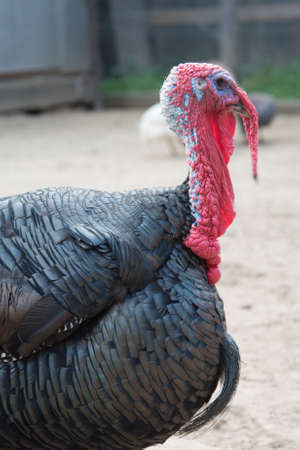 Black Turkey, male, close-up Beautiful poultry Agricultural