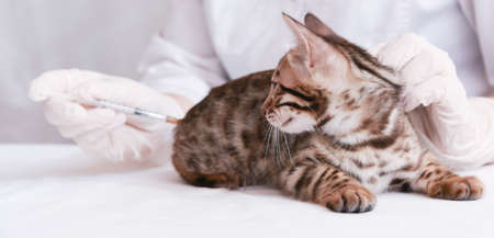 Banner. On the table in front of the veterinarian is a kitten. The doctor gives you an intramuscular injection. The animal looks at the syringe. Concept of treatment and vaccination. Covid 19の写真素材