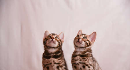 Banner. Two kittens look up, where there is room for text. The concept of attention